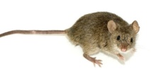 La parité doit aussi s’appliquer aux rats de laboratoire La parité doit aussi s’appliquer aux rats de laboratoire
