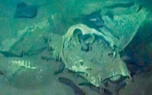 Découverte d’un cimetière de poissons géants au large de l’Angola Découverte d’un cimetière de poissons géants au large de l’Angola