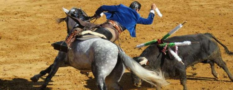 Au cœur de la Californie, la communauté portugaise fait vivre la corrida sans effusion de sang