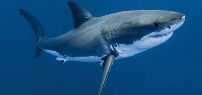 Au large de la côte-Est américaine, les requins blancs de plus en plus nombreux