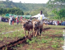 Développer l'agriculture pour relever le défi alimentaire Développer l'agriculture pour relever le défi alimentaire