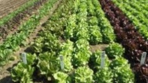L'agriculture biologique dans la région de  l'Oriental au centre d'une journée d'étude à Oujda
