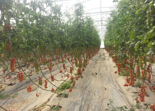 La FIFEL dénonce la pression de lobbies européens sur la tomate marocaine
