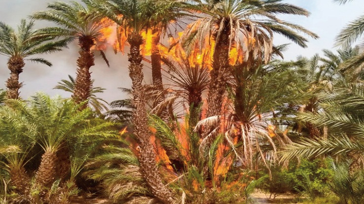 Nos oasis à la merci des flammes