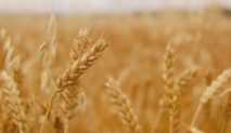 L’augmentation du CO2 dans l’atmosphère amoindrit la valeur nutritive des céréales et légumineuses L’augmentation du CO2 dans l’atmosphère amoindrit la valeur nutritive des céréales et légumineuses