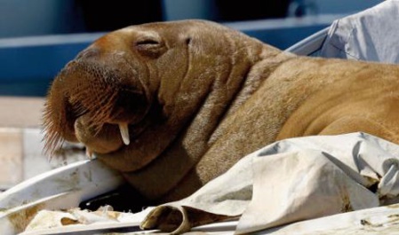 La Norvège envisage d'euthanasier un morse devenu vedette estivale La Norvège envisage d'euthanasier un morse devenu vedette estivale