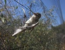Deux millions d’oiseaux migrateurs tués à Chypre Deux millions d’oiseaux migrateurs tués à Chypre