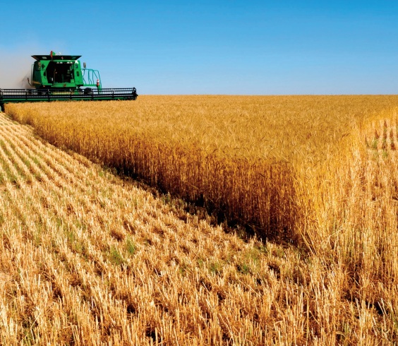 Impact varié du changement climatique sur la production du blé