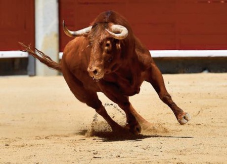 Echappé de son enclos, un taureau fonce sur une banque Echappé de son enclos, un taureau fonce sur une banque
