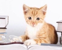 Les gens qui aiment les chats sont plus intelligents que ceux qui aiment les chiens Les gens qui aiment les chats sont plus intelligents que ceux qui aiment les chiens