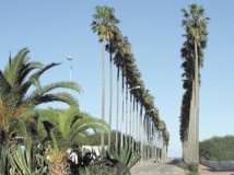 El Jadida fête la semaine de l’environnement El Jadida fête la semaine de l’environnement