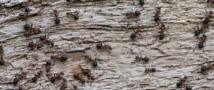 Les fourmis cherchent la nourriture aussi efficacement qu'un algorithme de Google Les fourmis cherchent la nourriture aussi efficacement qu'un algorithme de Google