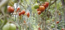 Les poissons font pousser les tomates Les poissons font pousser les tomates