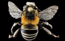 Les araignées au secours des abeilles Les araignées au secours des abeilles
