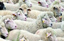 Le séquençage du génome du mouton révèle bien des secrets Le séquençage du génome du mouton révèle bien des secrets
