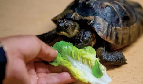 Des fleurs pour l'anniversaire de Janus la plus vieille tortue à deux têtes Des fleurs pour l'anniversaire de Janus la plus vieille tortue à deux têtes