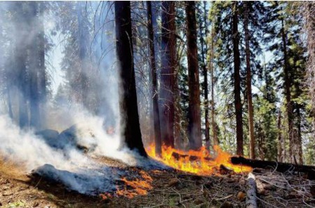 Incendies : Comment redonner vie à nos forêts ?