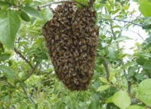 Les abeilles posséderaient un système de navigation intégré pour voyager Les abeilles posséderaient un système de navigation intégré pour voyager