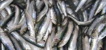 Rencontre de sensibilisation à l'amélioration de la qualité de produits alimentaires Rencontre de sensibilisation à l'amélioration de la qualité de produits alimentaires
