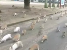 Les habitants peu particuliers de Rabbit Island Les habitants peu particuliers de Rabbit Island