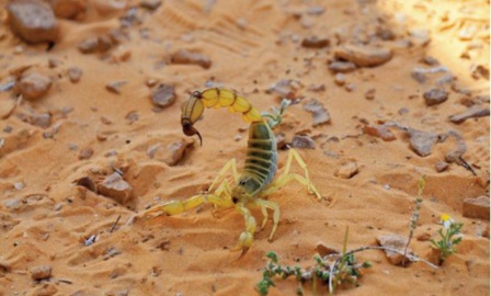 Les envenimations ophidiennes : Un défi sanitaire socioéconomique au Maroc Les envenimations ophidiennes : Un défi sanitaire socioéconomique au Maroc