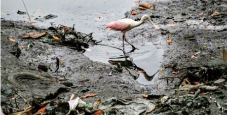 En Equateur, des îles flottantes pour sauver l'estuaire de Guayaquil En Equateur, des îles flottantes pour sauver l'estuaire de Guayaquil
