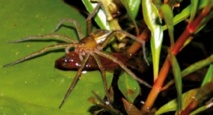 Les araignées pêcheurs de poissons Les araignées pêcheurs de poissons