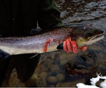 En Ecosse, les pêcheurs désespèrent face à la disparition des saumons sauvages