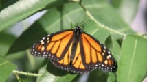 Le papillon Monarque migre grâce à une boussole magnétique Le papillon Monarque migre grâce à une boussole magnétique