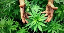 La culture du cannabis, très en vogue en Europe La culture du cannabis, très en vogue en Europe