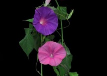 Des fleurs ultra-éphémères qui durent Des fleurs ultra-éphémères qui durent