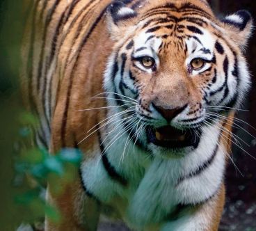 Un tigre errant sur un campus bouleverse l'agenda de milliers d'étudiants