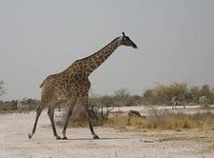Comment la girafe fait-elle pour tenir ses fines pattes ? Comment la girafe fait-elle pour tenir ses fines pattes ?