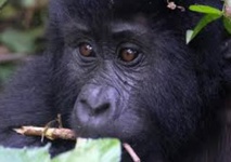 Le tourisme au secours des gorilles des montagnes menacés de l’Ouganda Le tourisme au secours des gorilles des montagnes menacés de l’Ouganda