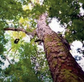 Des scientifiques atteignent le plus grand arbre de l'Amazonie