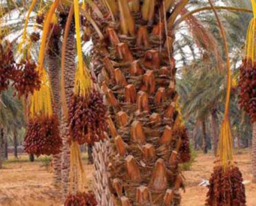 Taghjijt à l’heure de la 17ème édition de la foire des dattes Taghjijt à l’heure de la 17ème édition de la foire des dattes