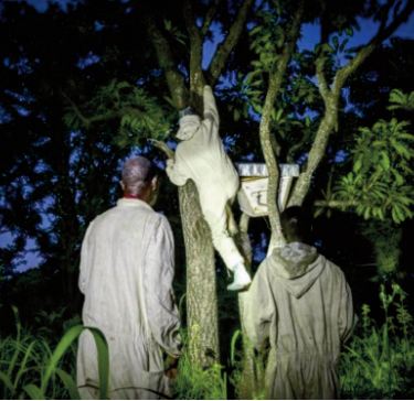 Entre guerre et dénuement, les apiculteurs de Centrafrique se battent pour leur miel