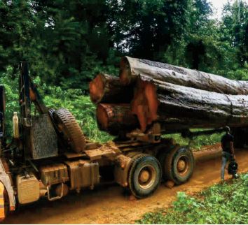 Au Cameroun, la colère des paysans victimes de destructions de cultures par des éléphants Au Cameroun, la colère des paysans victimes de destructions de cultures par des éléphants
