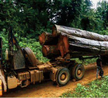 Au Cameroun, la colère des paysans victimes de destructions de cultures par des éléphants