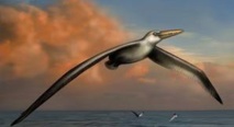 Le plus grand oiseau sort de l'oubli aux Etats-Unis Le plus grand oiseau sort de l'oubli aux Etats-Unis