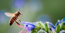 Les abeilles plus sensibles aux pesticides quand la météo est mauvaise