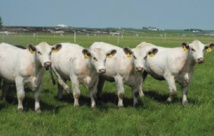 A Sioux Center, 100 veaux clonés naissent chaque année A Sioux Center, 100 veaux clonés naissent chaque année