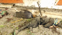 Israël persiste dans son génocide et reste décidé à poursuivre son massacre Israël persiste dans son génocide et reste décidé à poursuivre son massacre