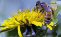 L'avenir des drones dans la biologie des insectes L'avenir des drones dans la biologie des insectes