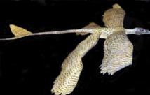 Changyuraptor, un dinosaure à quatre ailes capable de voler Changyuraptor, un dinosaure à quatre ailes capable de voler