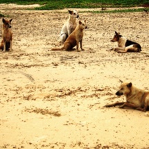 Les chiens errants menacent les habitants de Dakhla Les chiens errants menacent les habitants de Dakhla