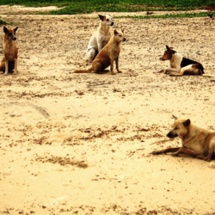 Les chiens errants menacent les habitants de Dakhla