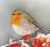Le rouge et le noir, couleurs préférées des oiseaux Le rouge et le noir, couleurs préférées des oiseaux
