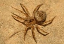 Insolite : Araignée inédite Insolite : Araignée inédite