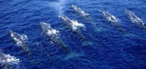 Modifier les routes maritimes pour sauver les baleines bleues Modifier les routes maritimes pour sauver les baleines bleues